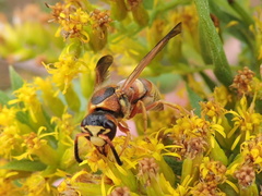 Euodynerus pratensis