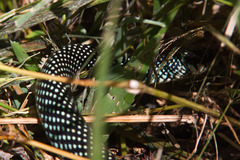 Drymobius margaritiferus