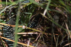 Drymobius margaritiferus