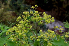 Montanoa grandiflora
