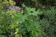 Montanoa grandiflora