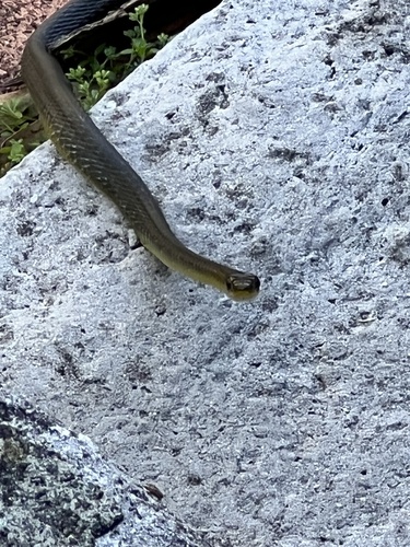 Common Tree Snake sighting