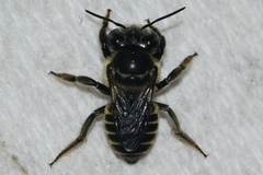 Megachile petulans