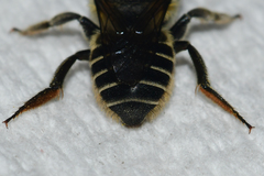 Megachile petulans