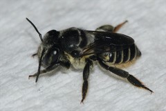 Megachile petulans