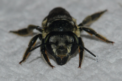 Megachile petulans