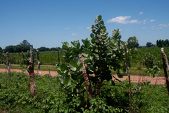 Calotropis procera image