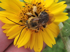 Melissodes dentiventris