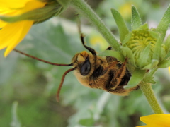 Melissodes dentiventris