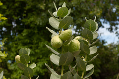 Calotropis procera image