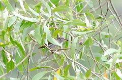 Chrysococcyx minutillus