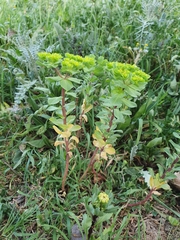 Euphorbia helioscopia image