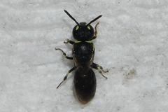Hylaeus floridanus