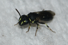 Hylaeus floridanus