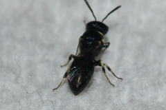 Hylaeus floridanus