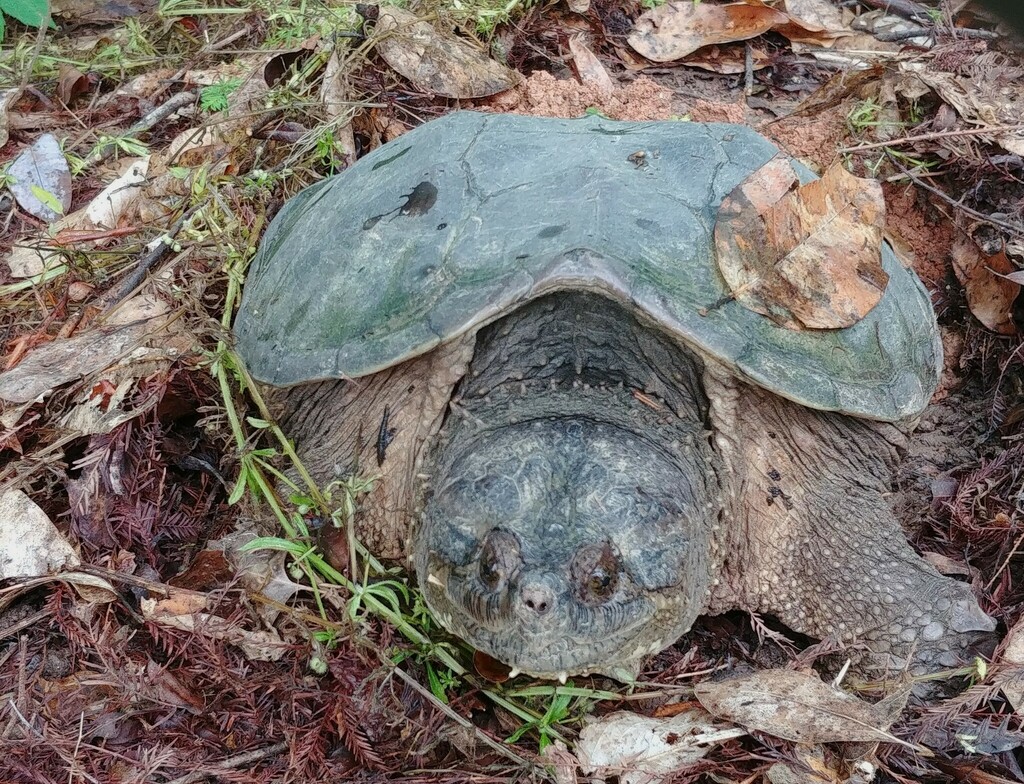 Common Snapping Turtle from Mountain Park, GA, USA on May 11, 2022 at ...