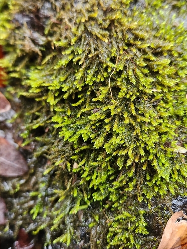 Platylomella lescurii