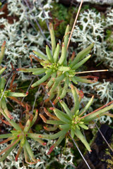 Phemeranthus calycinus