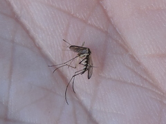 Aedes trivittatus