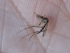 Aedes trivittatus