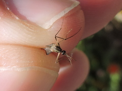 Aedes trivittatus