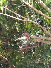 Pyrocephalus rubinus