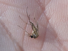 Aedes trivittatus