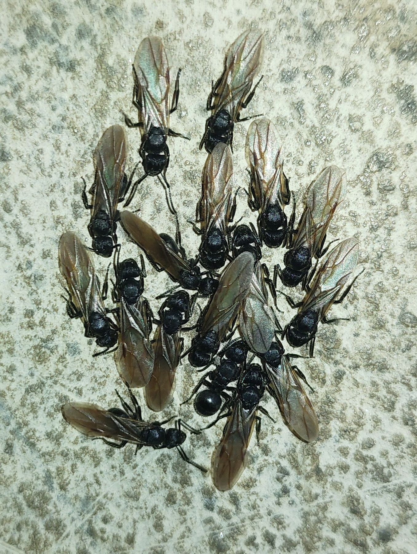 Polyrhachis decemdentata