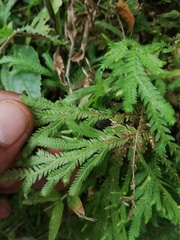 Selaginellaceae
