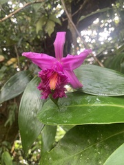 Sobralia wilsoniana image