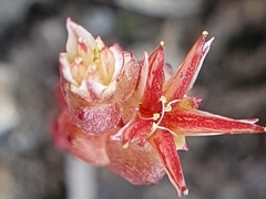 Image of Sedum cespitosum