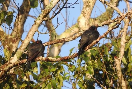 Square-tailed Drongo (Dicrurus ludwigii), photo 10