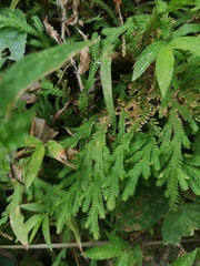 Selaginellaceae