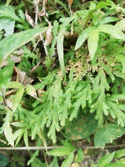 Selaginellaceae