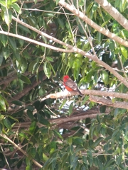 Pyrocephalus rubinus