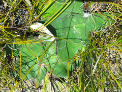 Hermas ciliata
