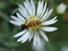Allograpta obliqua