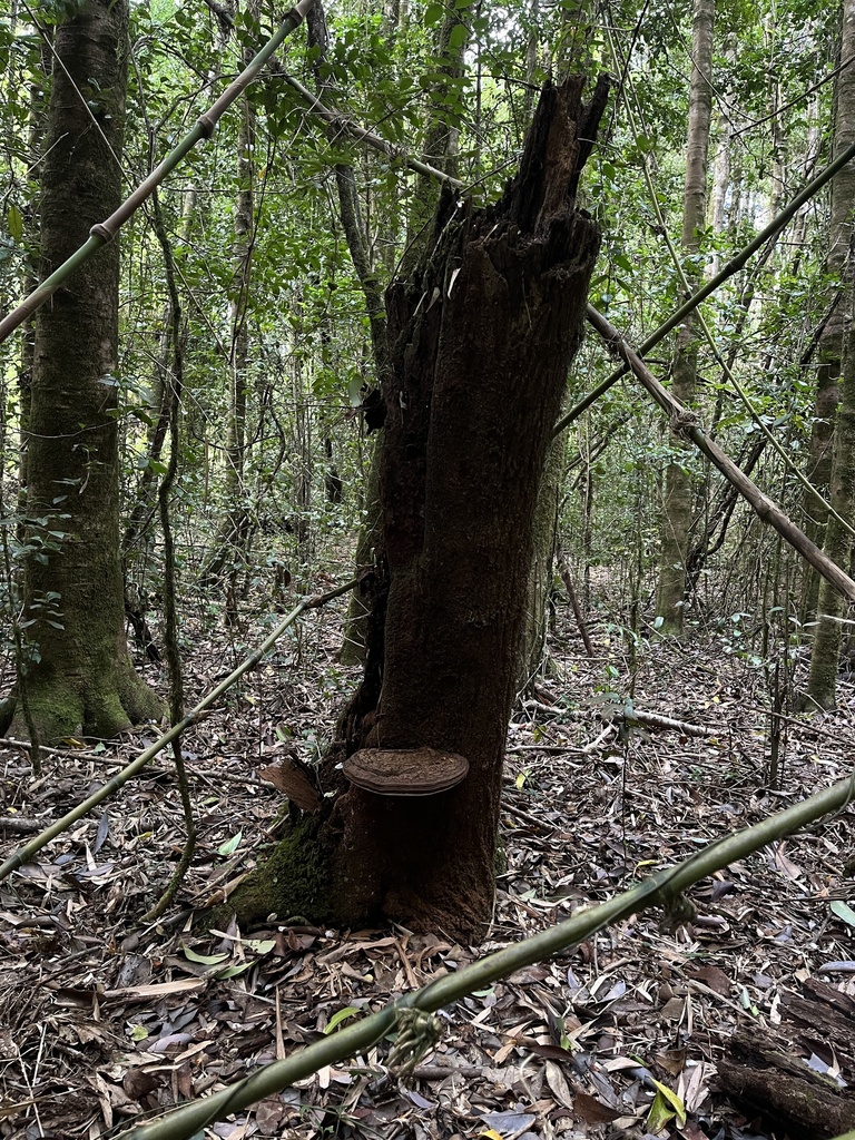 Ganoderma australe · March 2023 · photo: © cristianriquelme (iNaturalist, cc-by)