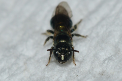 Ceratina strenua