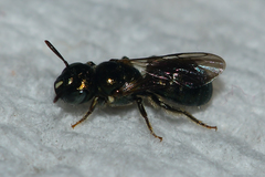 Ceratina strenua