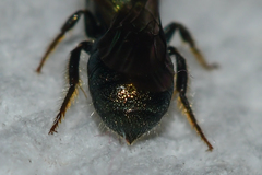 Ceratina strenua
