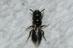 Ceratina strenua