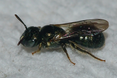 Ceratina strenua