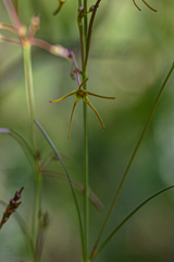 Ceropegia chlorantha image