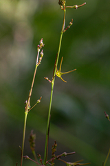 Ceropegia chlorantha image