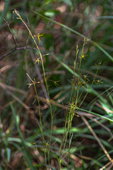 Image of Ceropegia chlorantha