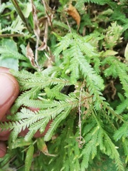 Selaginellaceae