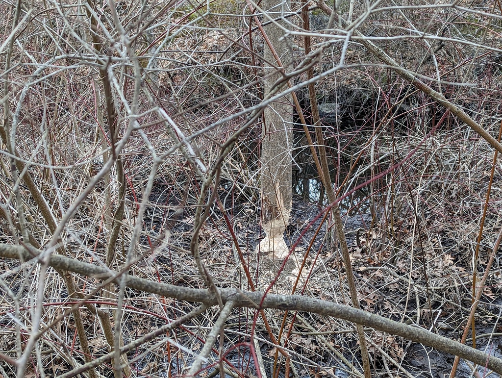 American Beaver from Middlesex, Massachusetts, United States on March 23, 2023 at 0939 AM by