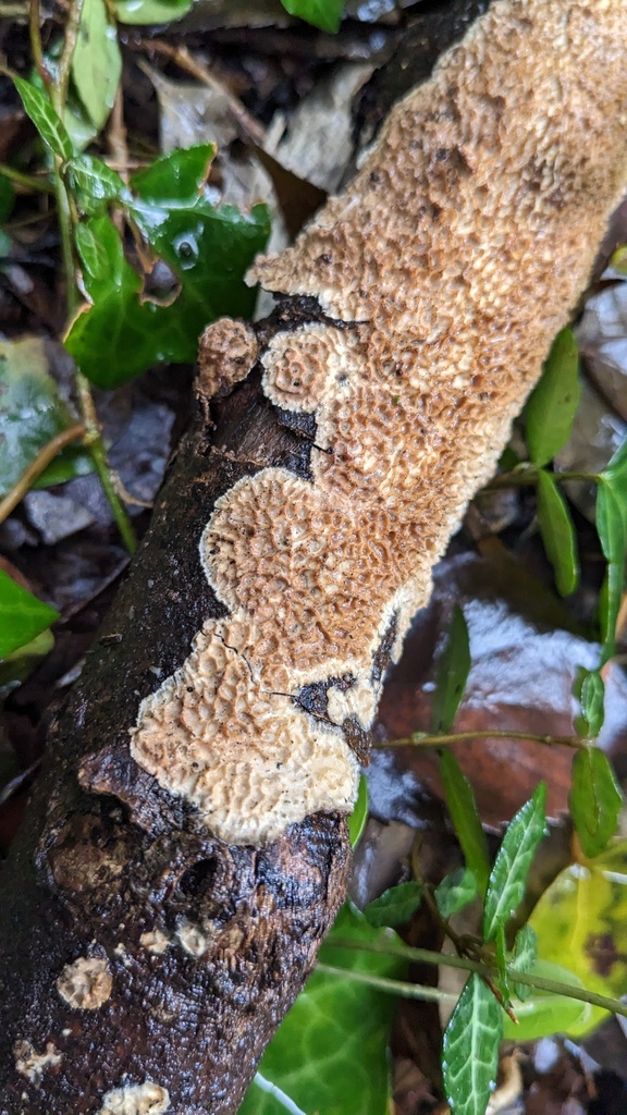 Lopharia cinerascens · March 2023 · photo: © atsushi_nakajima_cirque (iNaturalist, cc-by)