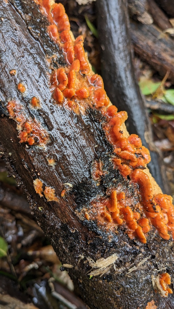 Irpex consors · March 2023 · photo: © atsushi_nakajima_cirque (iNaturalist, cc-by)